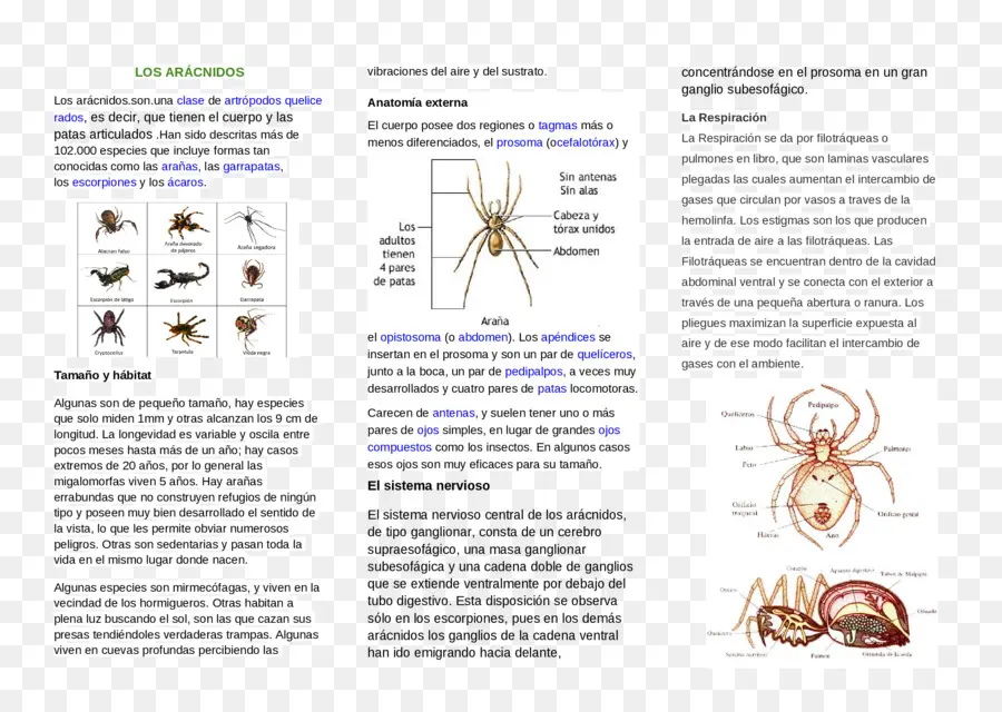 Arakhnida，Laba Laba PNG