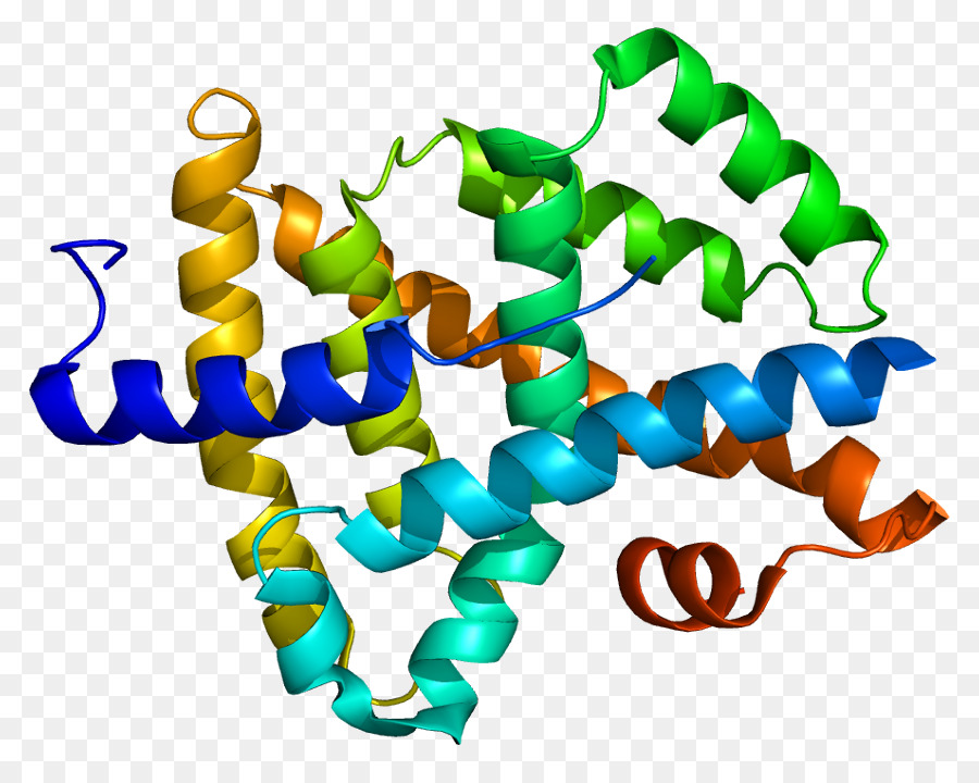 Struktur Protein，Biologi PNG