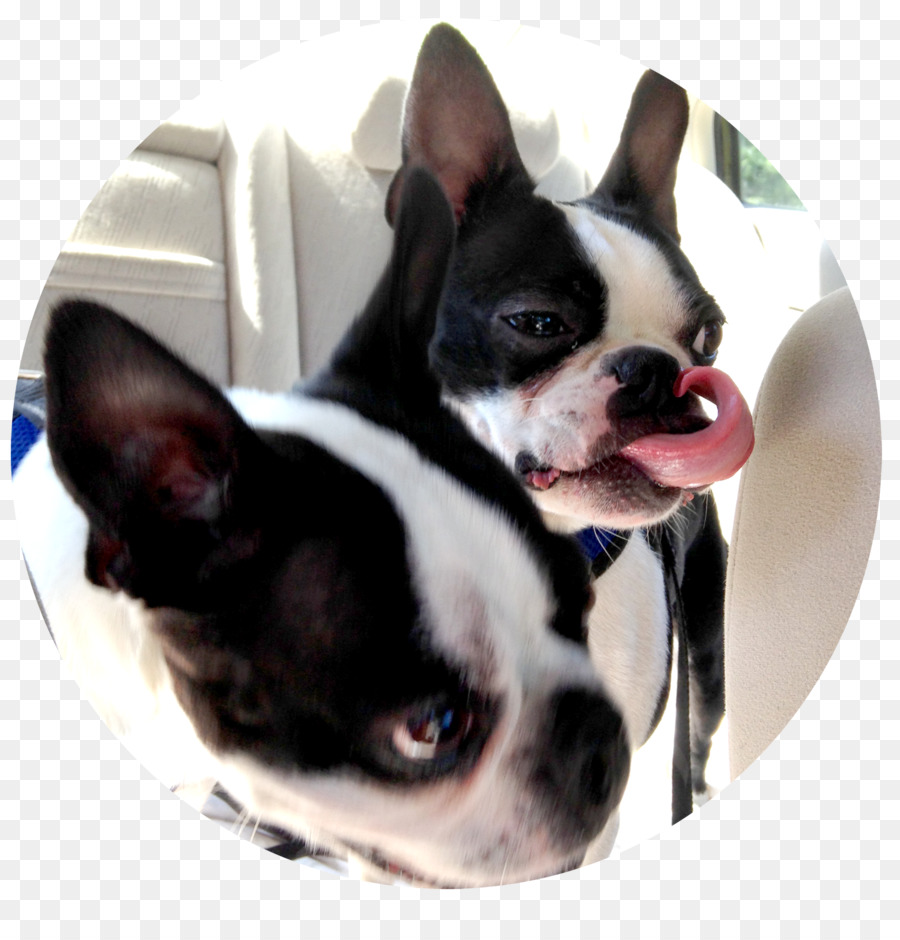 Boston Terrier，Anjing Berkembang Biak PNG