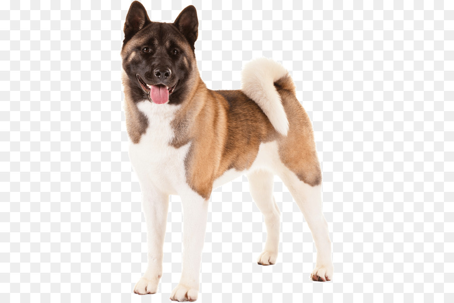 Anjing，Peliharaan PNG