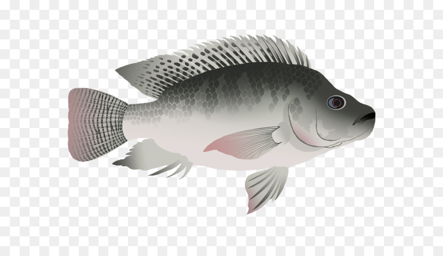 Gambar Ikan Nila Animasi - Gambar Ikan HD
