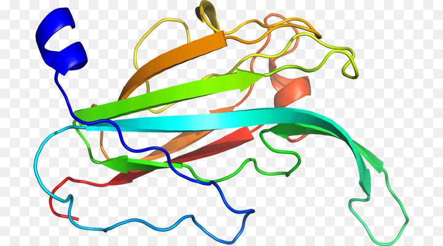 Struktur Protein，Biologi PNG