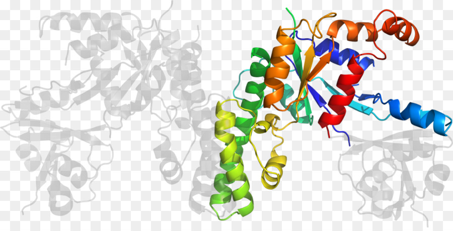 Struktur Protein，Molekul PNG