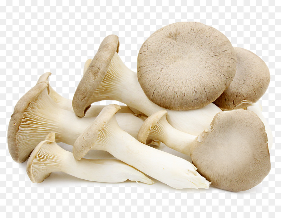  Tiram  Pleurotus Eryngii Jamur  Tiram  gambar  png