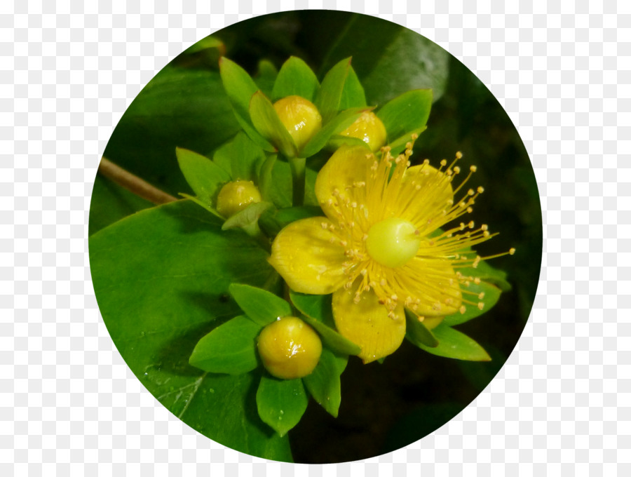 Hypericum，Pabrik PNG