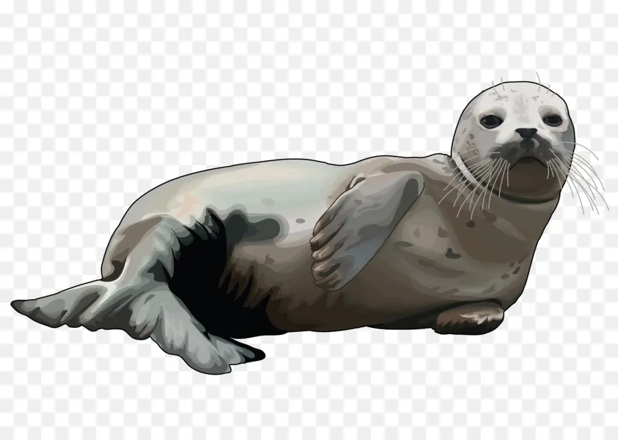 Mediterania Monk Seal，Anjing Laut Gajah PNG