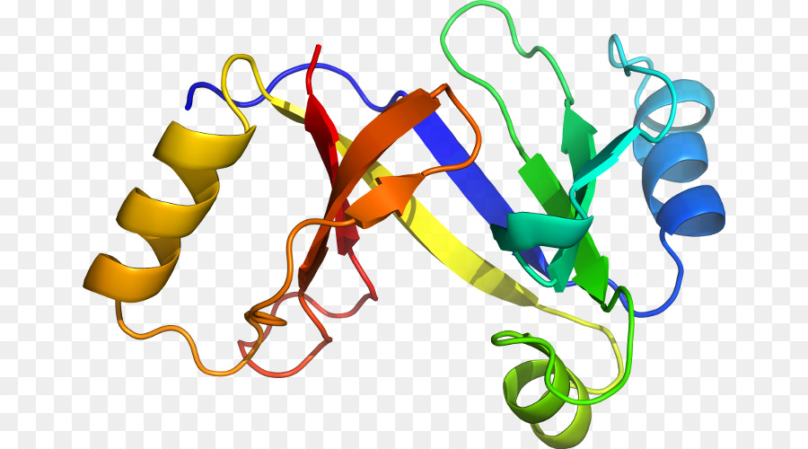 Struktur Protein，Biologi PNG