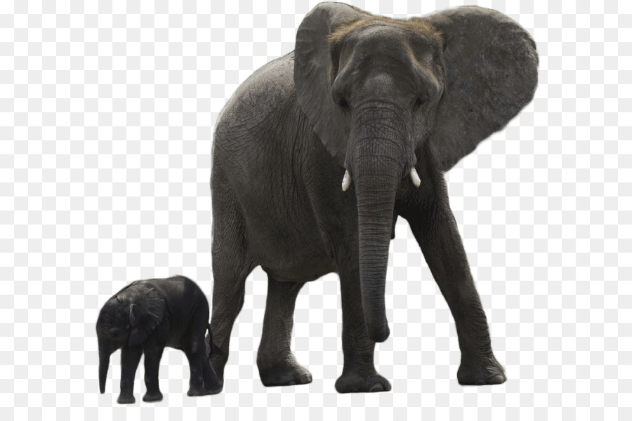 Gajah Asia，Gajah PNG