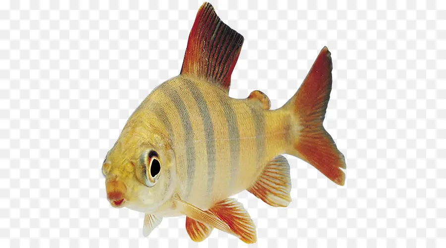 Ikan，Ikan Air Asin PNG