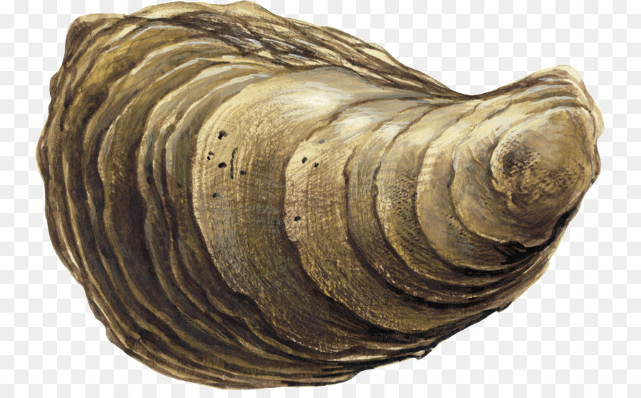 Fosil，Trilobita PNG