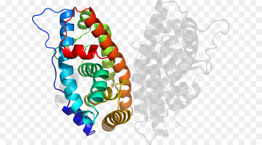 Struktur Protein，Molekul PNG