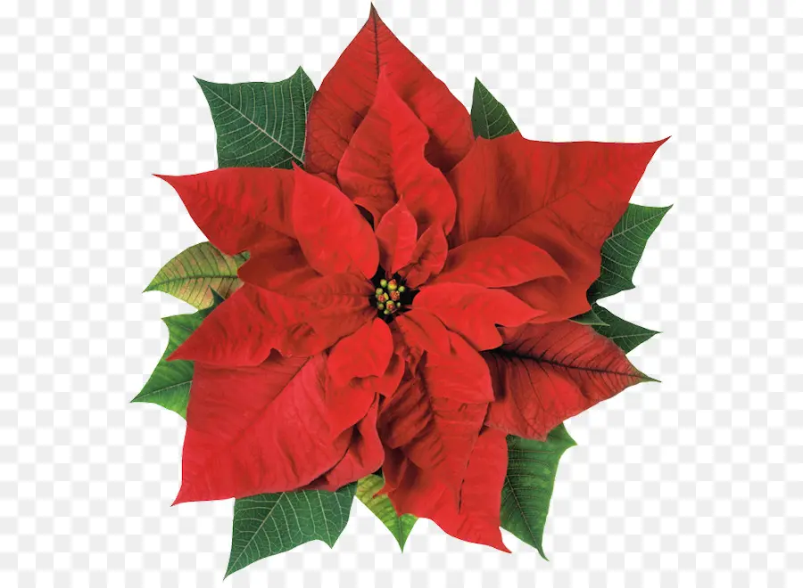 Bunga Merah，Poinsettia PNG