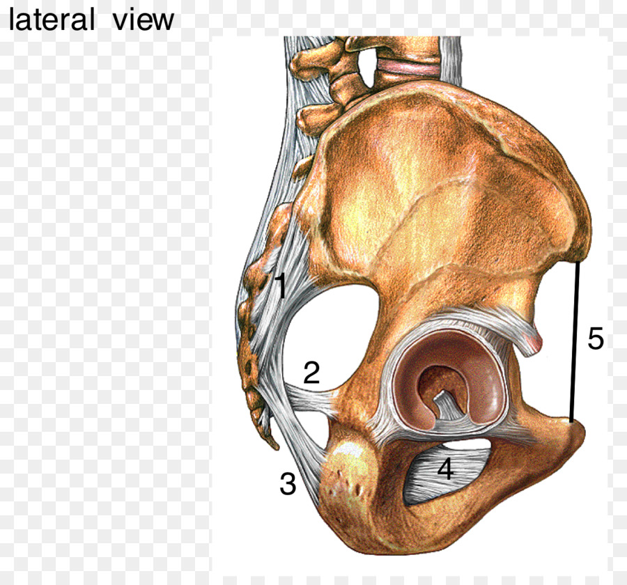 Memancarkan Ligamen Kepala Dari Tulang Rusuk，Suci PNG