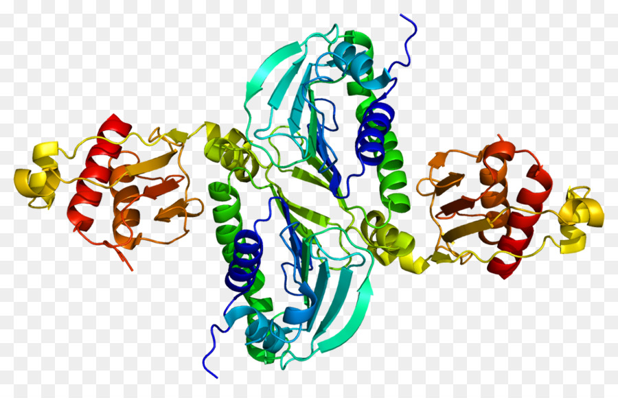 Struktur Protein，Molekul PNG