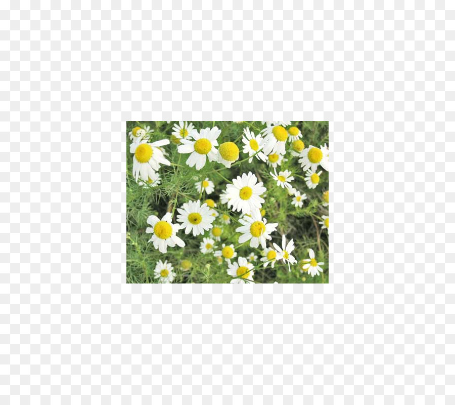 Kamomil Jerman，Chamomile Romawi PNG