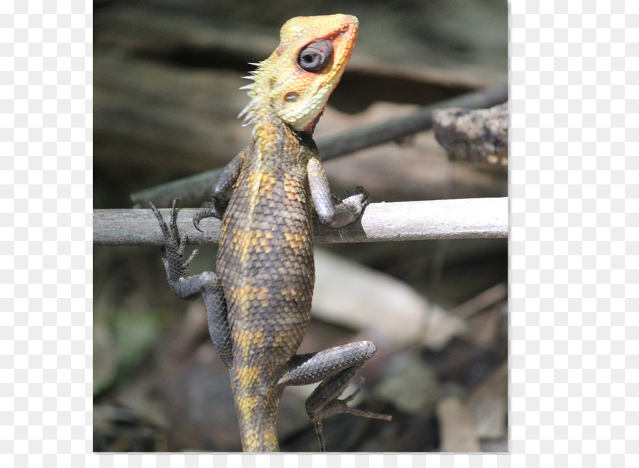 Universitas Anna Zoological Park，Selva Fotografi PNG