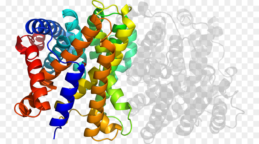 Struktur Protein，Molekul PNG