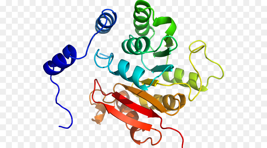 Struktur Protein，Molekul PNG