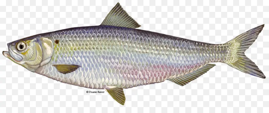 Ikan，Laut PNG