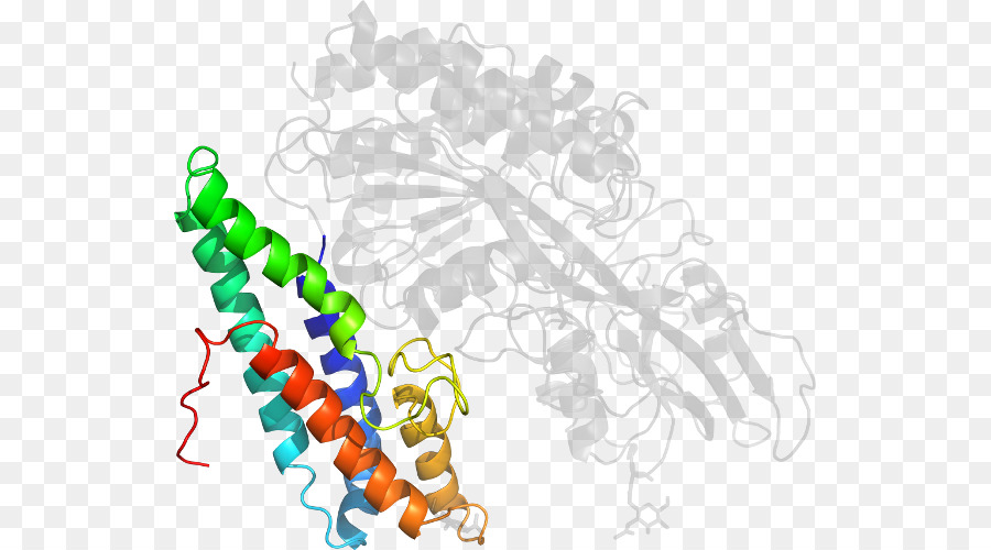 Struktur Protein，Molekul PNG