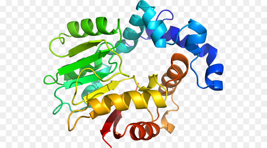 Struktur Protein，Molekul PNG