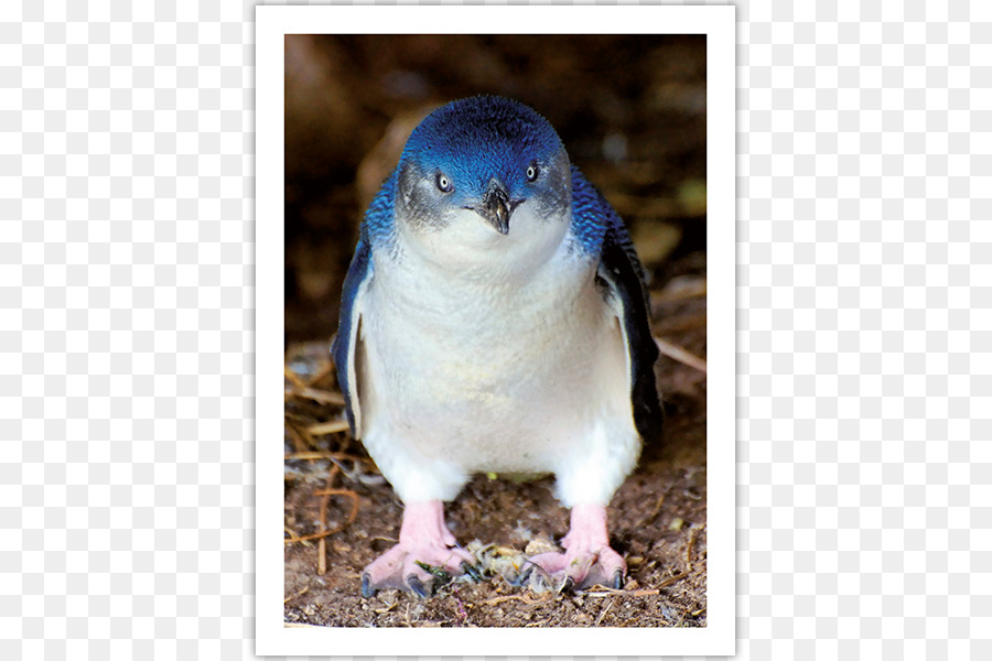 Penguin Biru Kecil，Burung PNG