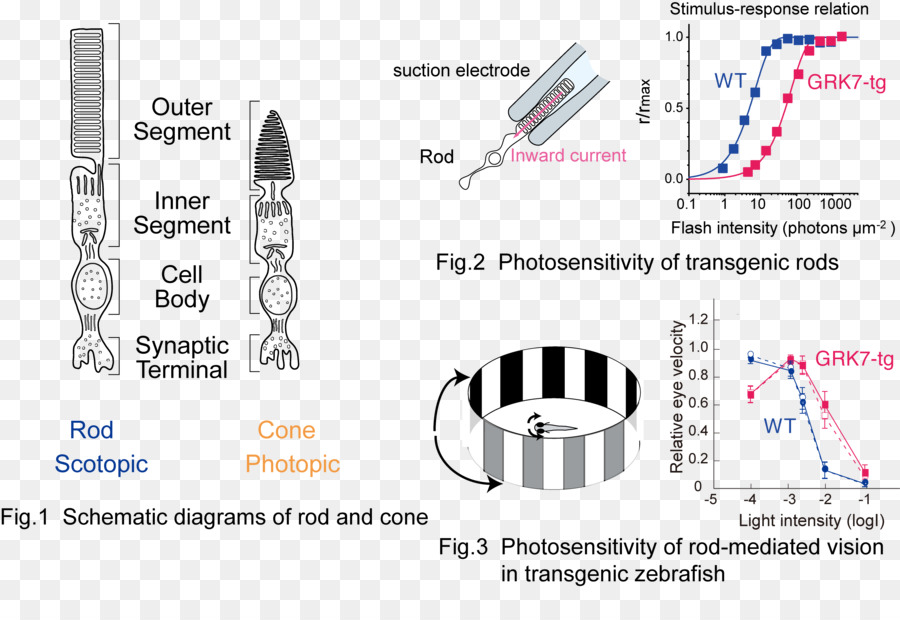 Fotoreseptor Sel，Batang Sel PNG