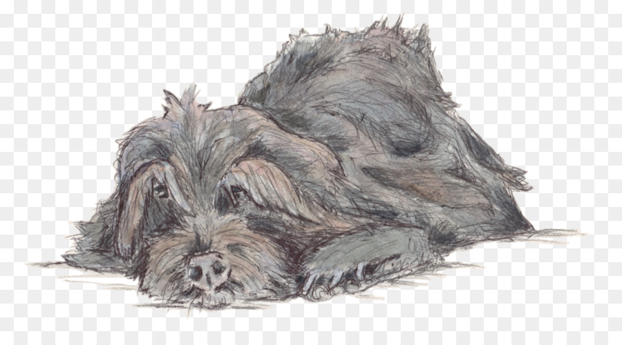 Miniatur Schnauzer，Terrier Skotlandia PNG