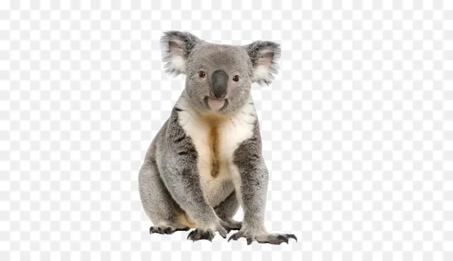 Koala，Pohon PNG