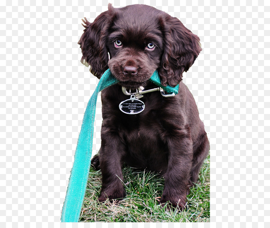 Bidang Spaniel，Boykin Spaniel PNG