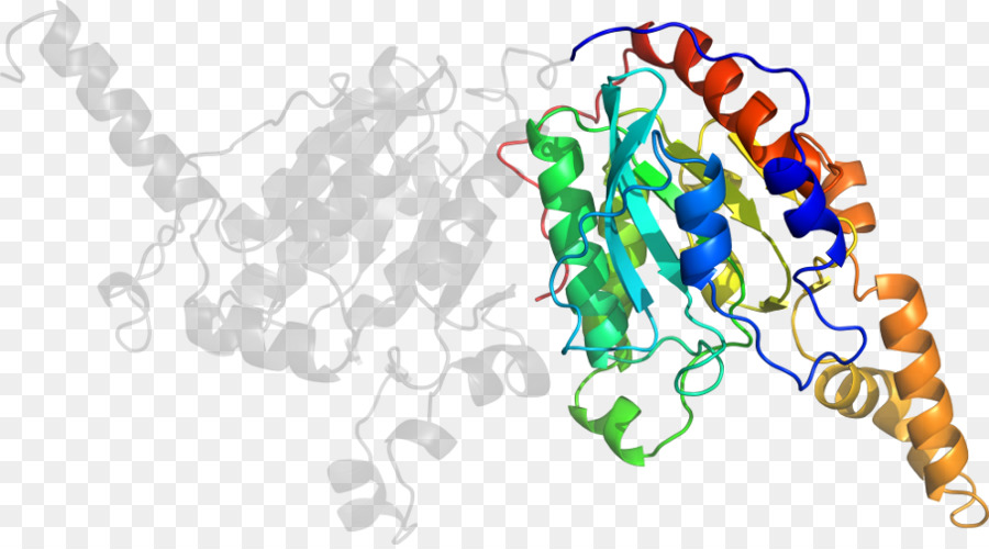 Struktur Protein，Molekul PNG