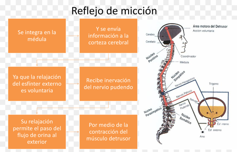 Petugas Catatan Data，Data PNG