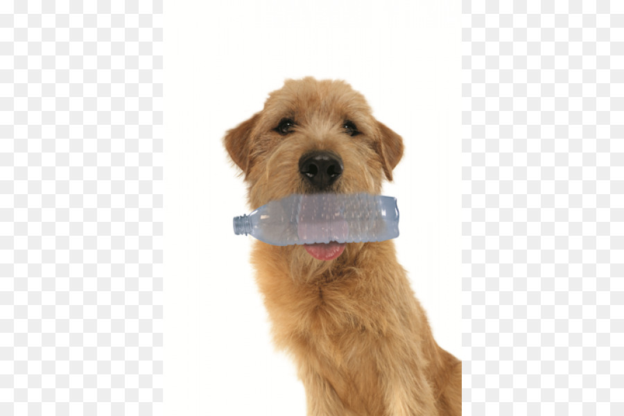 Irlandia Terrier，Lakeland Terrier PNG