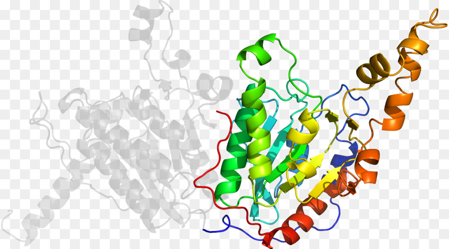 Struktur Protein，Molekul PNG