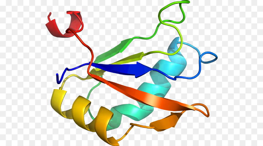 Struktur Protein，Molekul PNG