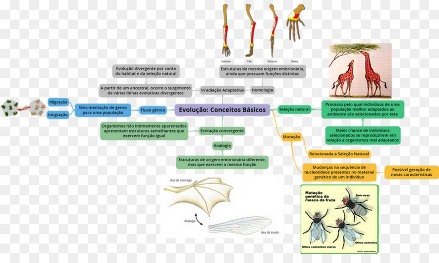 Diagram Evolusi，Biologi PNG