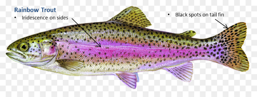 Ikan Trout Pelangi，Ikan PNG