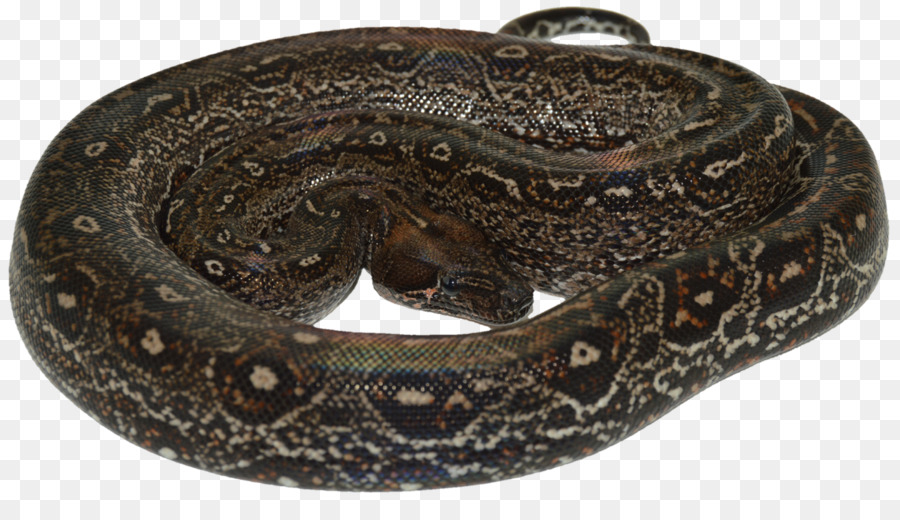 Ular，Reptil PNG