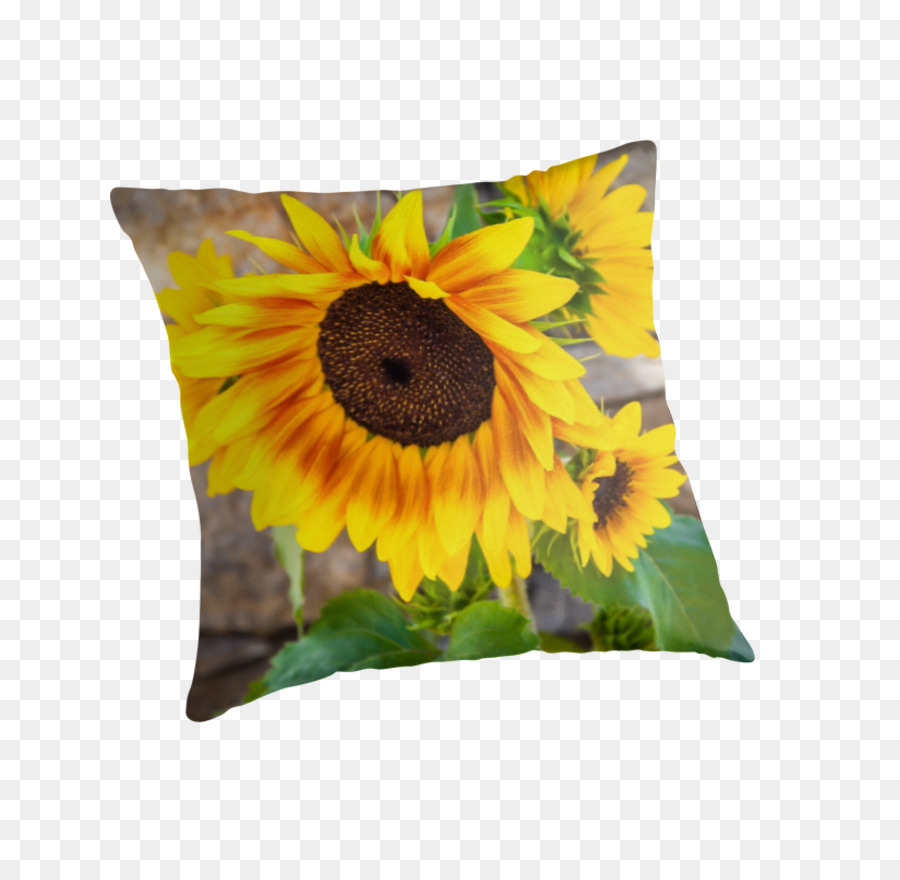 Bantal Bunga Matahari，Bunga Matahari PNG