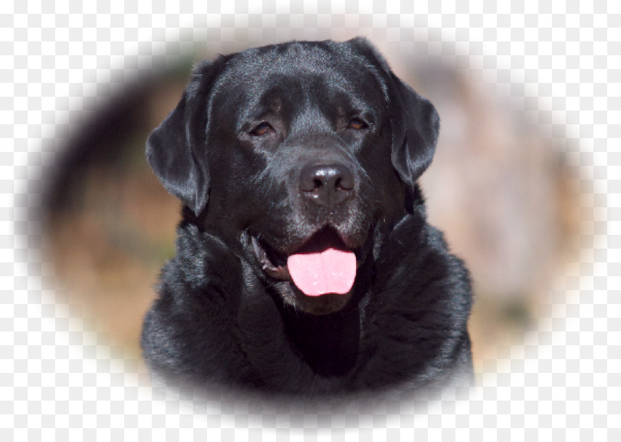 Labrador Retriever，Flatcoated Retriever PNG