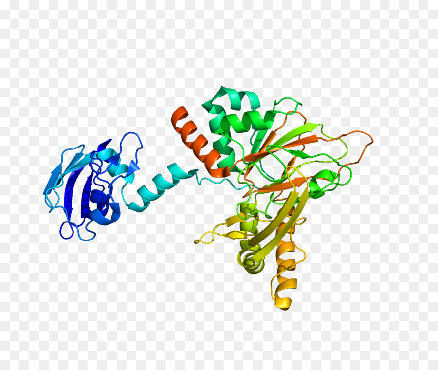 Struktur Protein，Molekul PNG