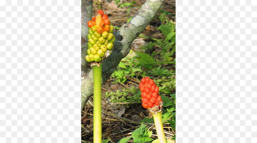 Arum Lili，Zaminkand PNG