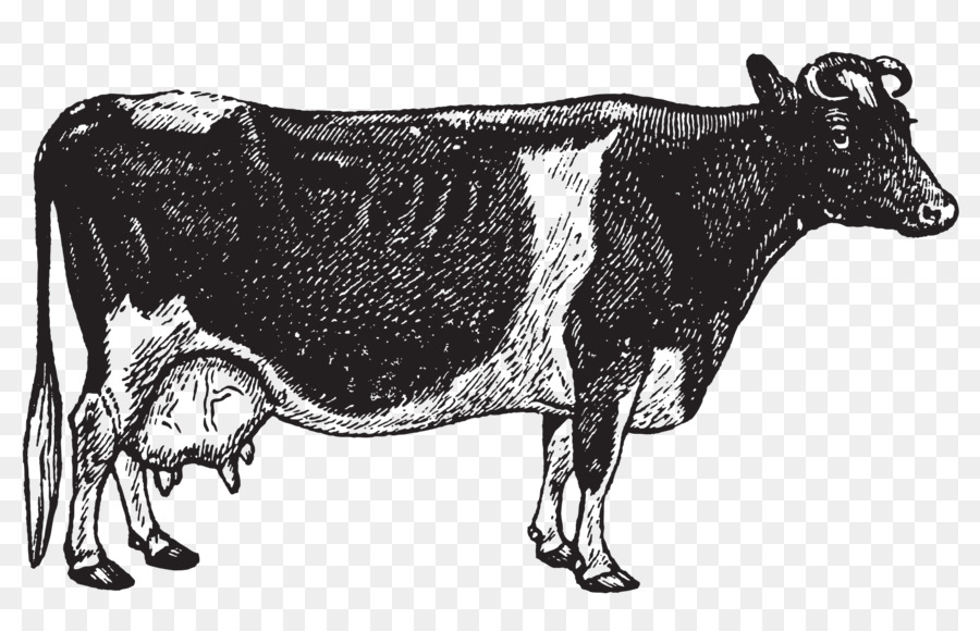 Sapi Hitam Putih，Ternak PNG