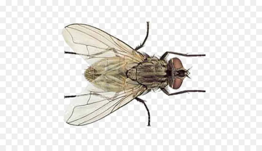 Serangga，Lalat PNG