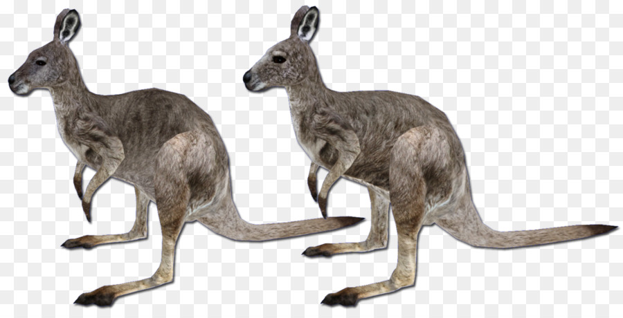 Kanguru，Zoo Tycoon 2 PNG