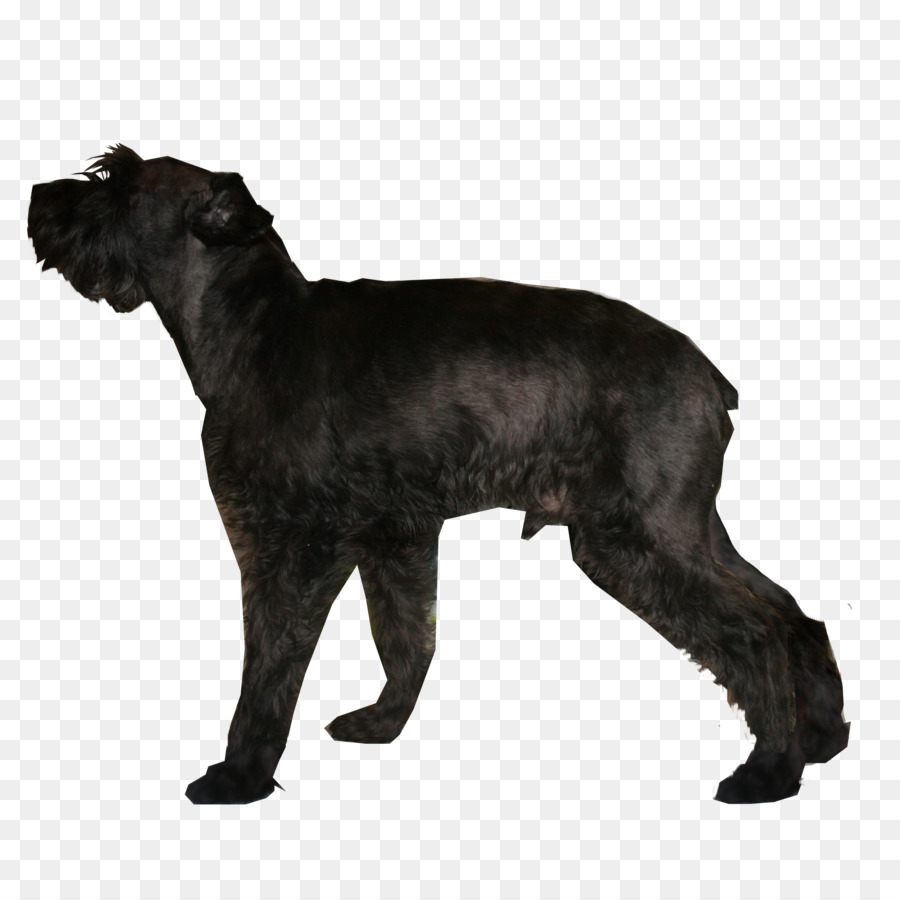 Schnauzer Raksasa，Miniatur Schnauzer PNG