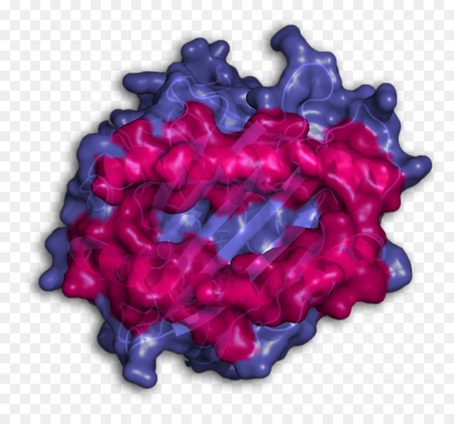 Struktur Protein，Biokimia PNG