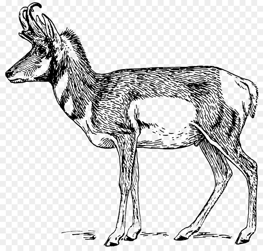 Kijang，Pronghorn PNG