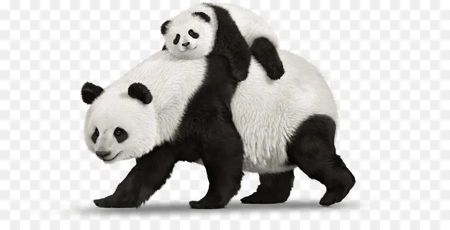 Panda，Ibu PNG