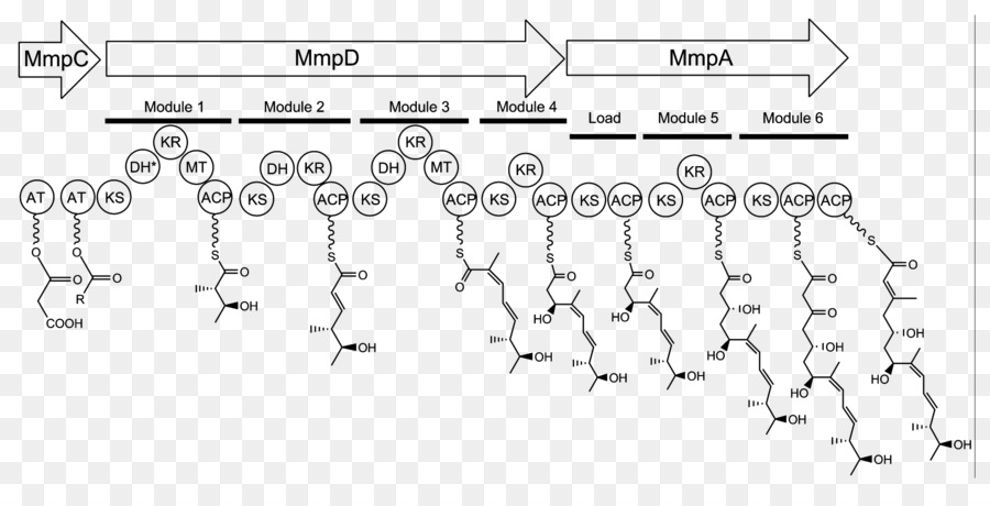 Mupirocin，Biosintesis PNG